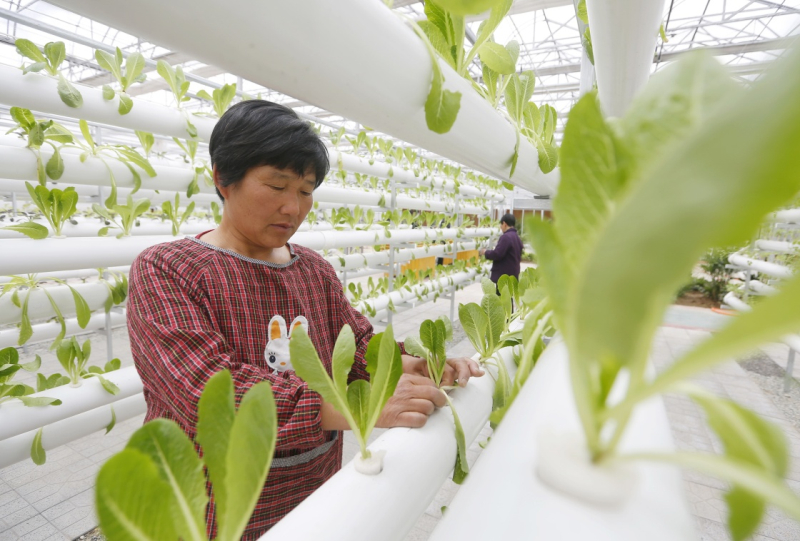 近年来,河北省衡水市桃城区积极推广“互联网+设施农业”模式,利用“互联网农业”思维构建标准化、智能化种植体系,实现农产品的全程溯源、智能监控、标准化管理。目前,桃城区已建成现代农业示范园区上千亩。智能设施农业提高了种植产量和生产效率,越来越多的农民在当地龙头企业以及专业合作社的带动下,投身智慧农业,增收致富。