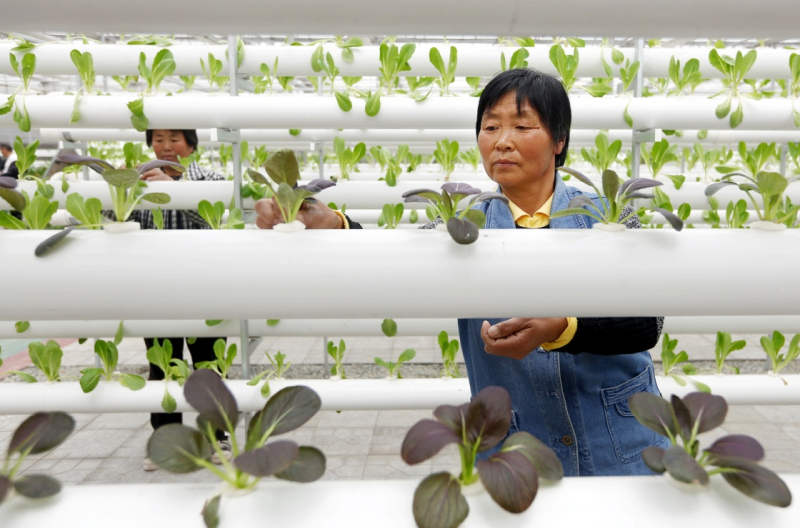 近年来,河北省衡水市桃城区积极推广“互联网+设施农业”模式,利用“互联网农业”思维构建标准化、智能化种植体系,实现农产品的全程溯源、智能监控、标准化管理。目前,桃城区已建成现代农业示范园区上千亩。智能设施农业提高了种植产量和生产效率,越来越多的农民在当地龙头企业以及专业合作社的带动下,投身智慧农业,增收致富。