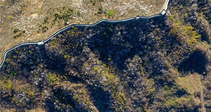 这是4月11日从空中俯瞰怀柔慕田峪长城。