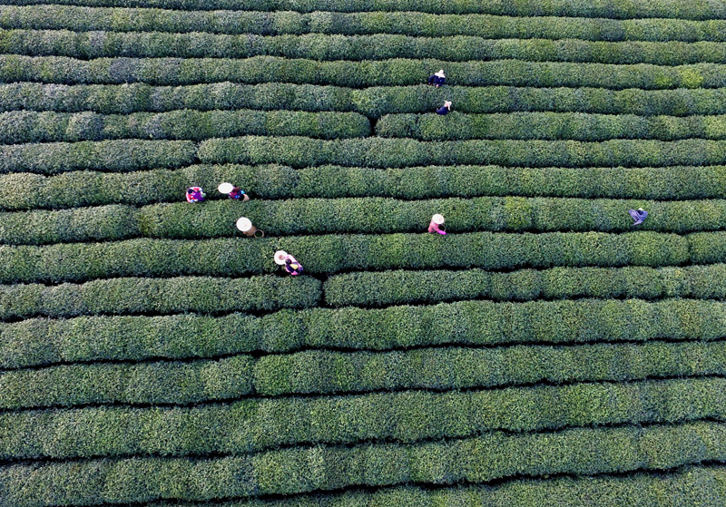 4月12日航拍的杭州西湖区双峰村的茶园里,采茶工在采摘西湖龙井茶。