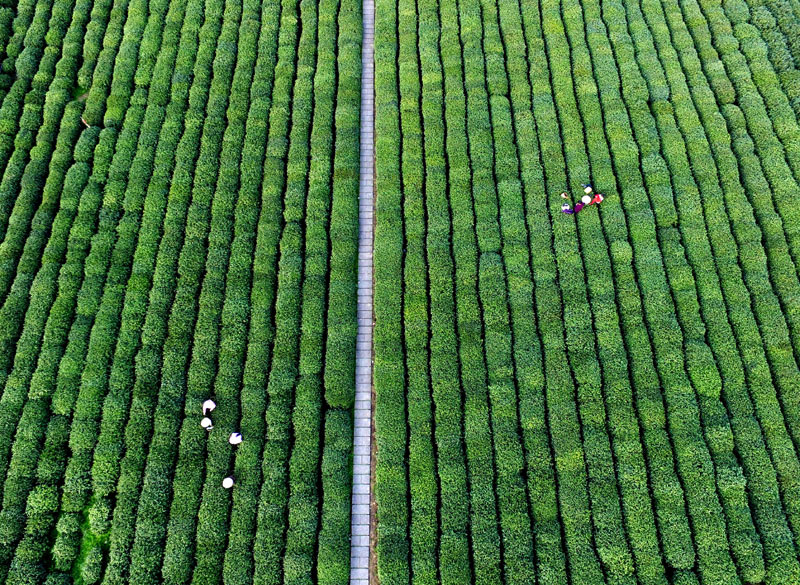 4月12日航拍的杭州西湖区茅家埠附近的茶园里,采茶工在采摘西湖龙井茶。