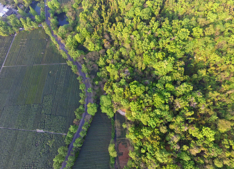 4月12日航拍的杭州西湖区茅家埠附近,被绿色点缀的群山和茶田构成了一道美丽风景。