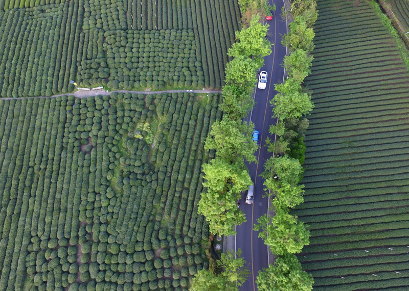 这是4月12日航拍的杭州西湖区茅家埠附近的茶园景色。