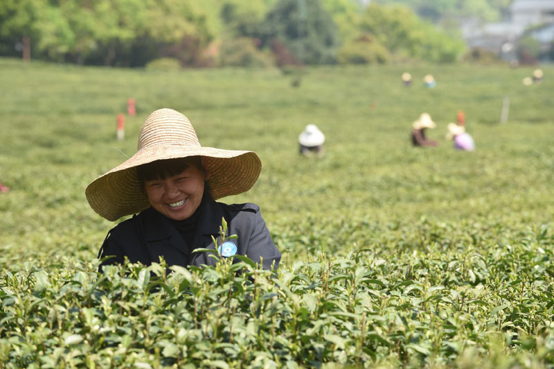 4月13日,杭州西湖区茅家埠附近的茶园里,一位茶农在采摘西湖龙井茶。