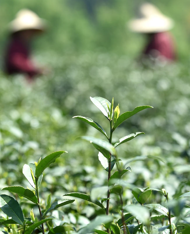 4月13日,两位采茶工在杭州西湖区双峰村茶园里采摘西湖龙井茶。