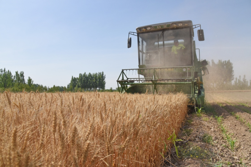 近期，河北省小麦陆续成熟，各地农民抓紧农时开展夏收作业。