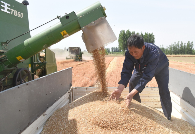 近期，河北省小麦陆续成熟，各地农民抓紧农时开展夏收作业。