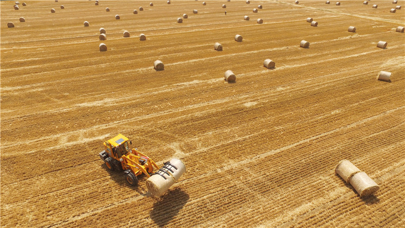 6月4日,一台秸秆打捆机在山东省临沂市郯城县东秦村田间进行打捆作业。