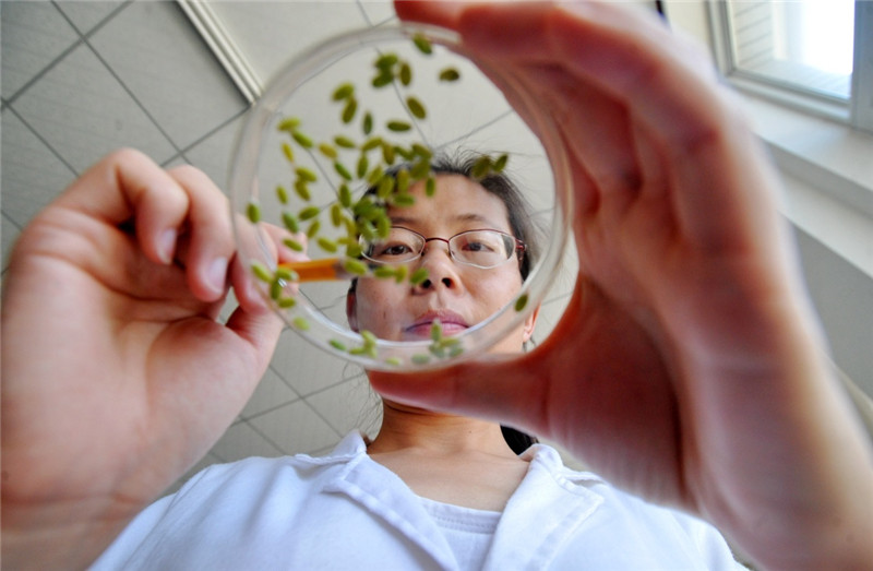 中科院南皮生态农业试验站的工作人员在实验室内进行小麦灌浆速率测定（5月20日摄）。
