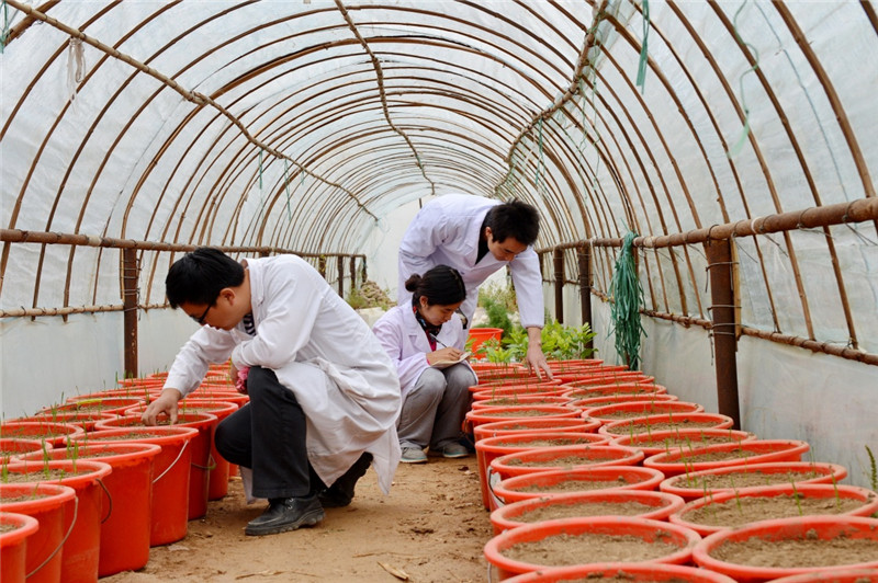 中科院南皮站工作人员在实验大棚内查看、记录试验农作物的生长情况（2014年10月22日摄）。