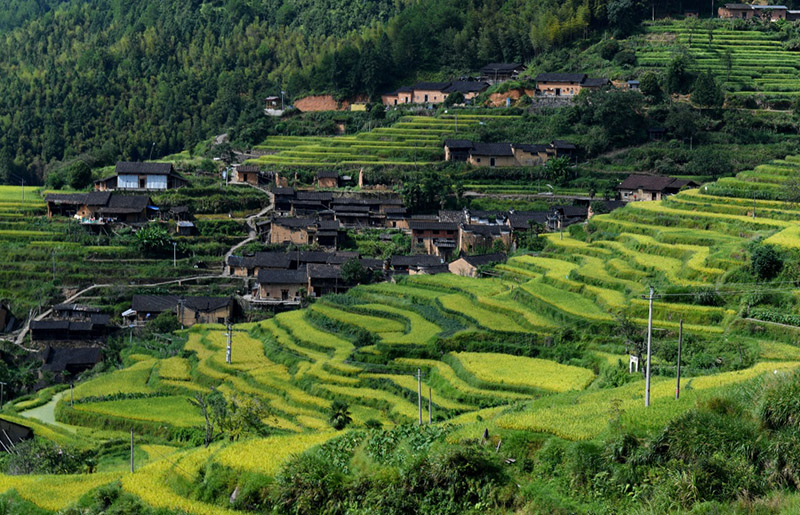 闽北大地起稻浪